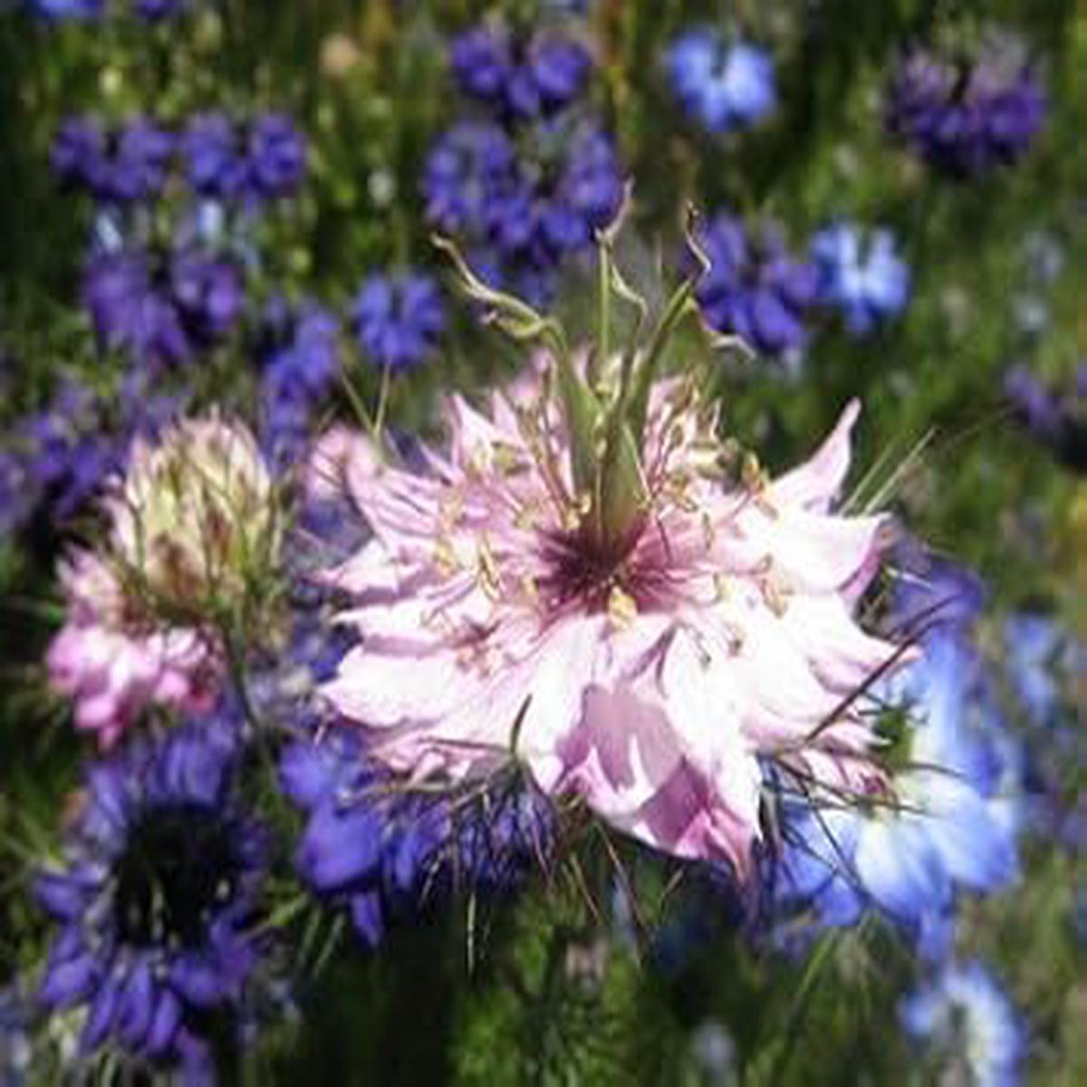 Pink Nigella Damascena Flower seeds for Planting – Wildflower Mix, Heirloom & GMO Free Seeds for Home Garden