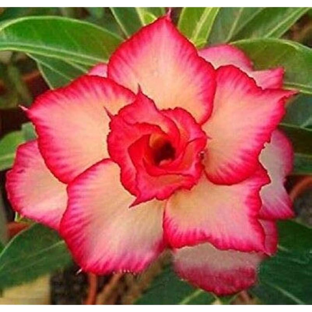 Pink Obesum Flower Seeds for Planting | Heirloom Non-GMO High Germination Organic Garden Seeds