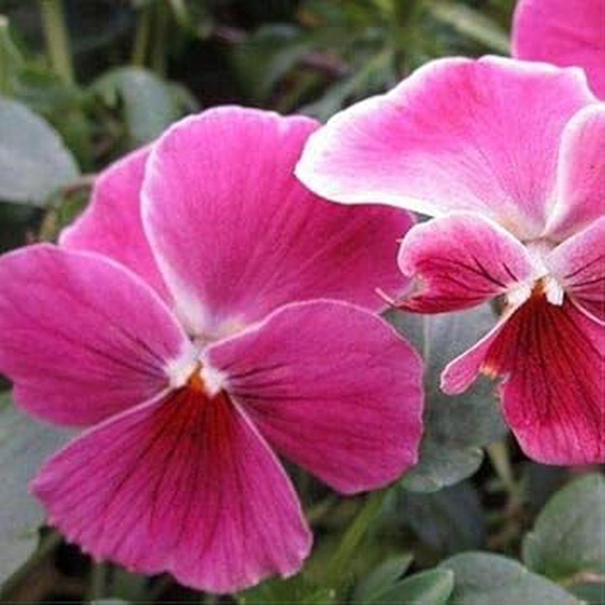 Pink Pansy Seeds for Planting  Heirloom, Non-GMO, High Germination Organic Garden Flower Seeds