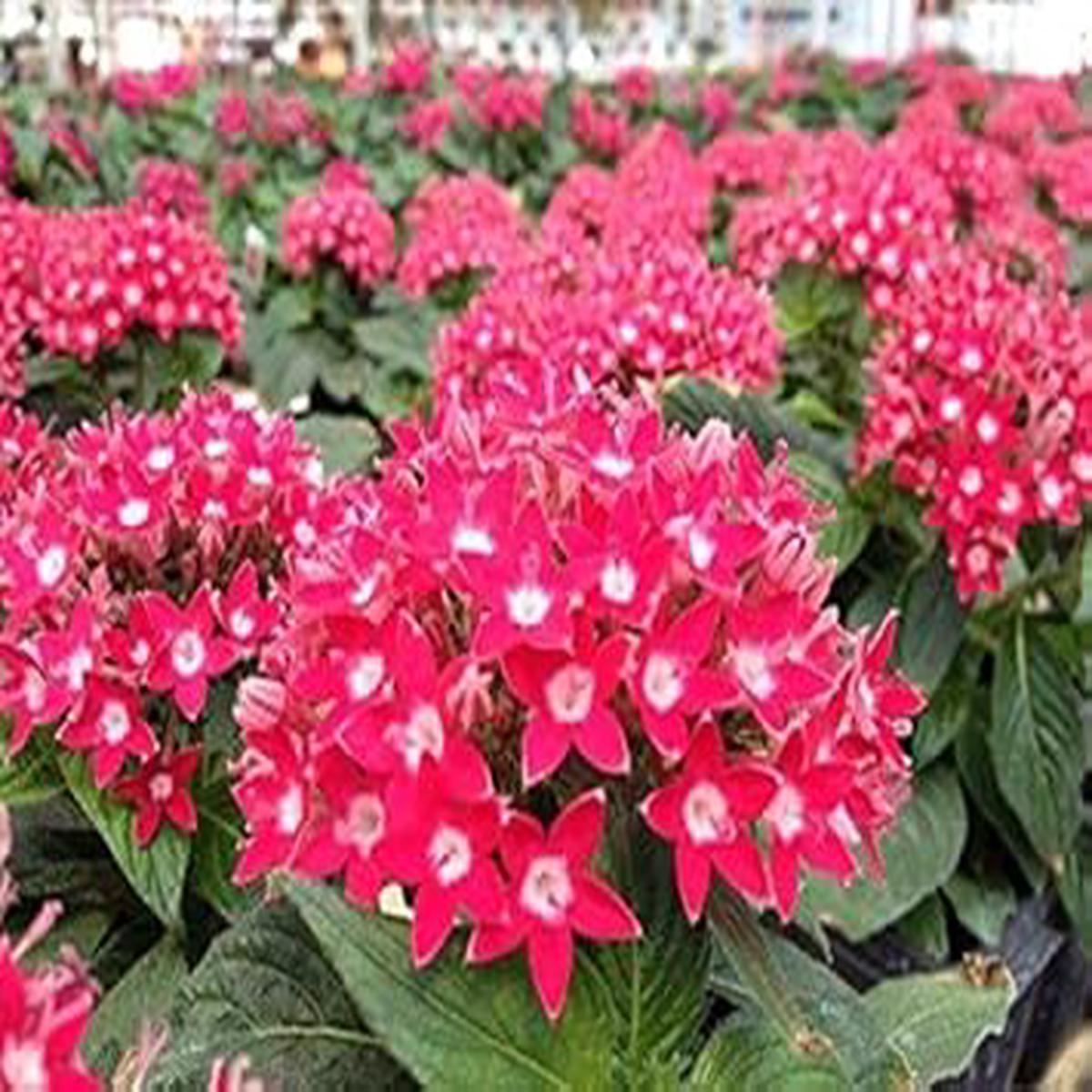 Pink Pentas Flower Seeds for Planting ?? Fresh, Organic, Heirloom, Non-GMO Butterfly Garden Seeds