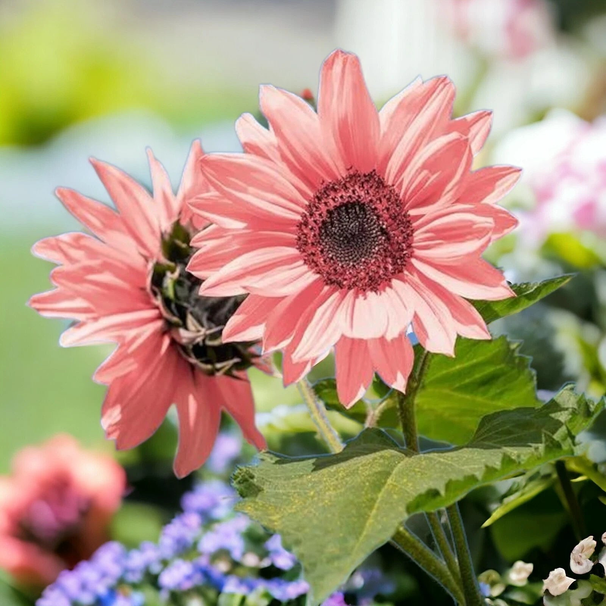 Pink Sunflower Seeds for Planting – High Germination Rate  Heirloom, Non-GMO, High Germination Organic Garden Seeds