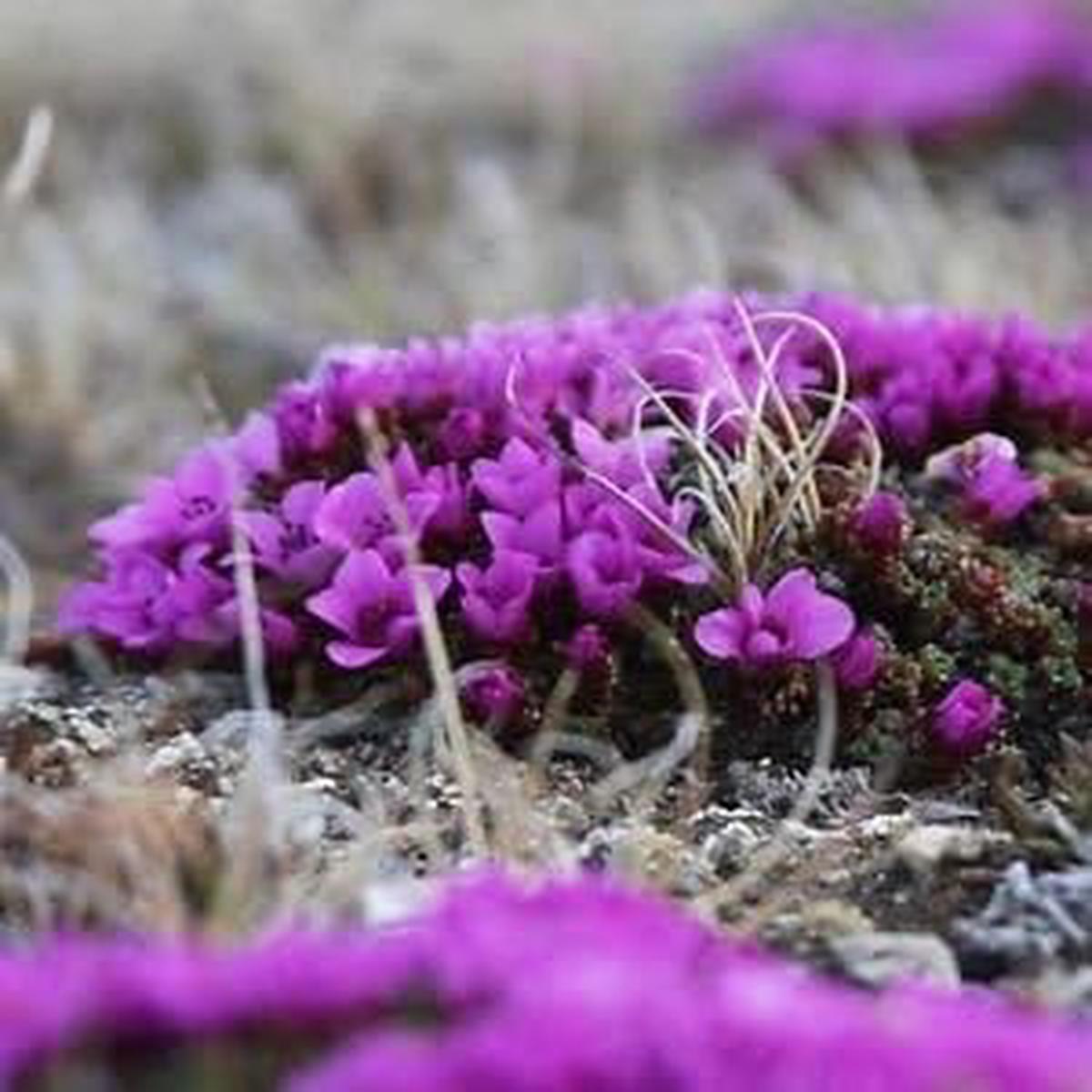 Purple Saxifraga Arendsii Seeds for Planting  Organic Heirloom Non-GMO High Germination Flower Seeds