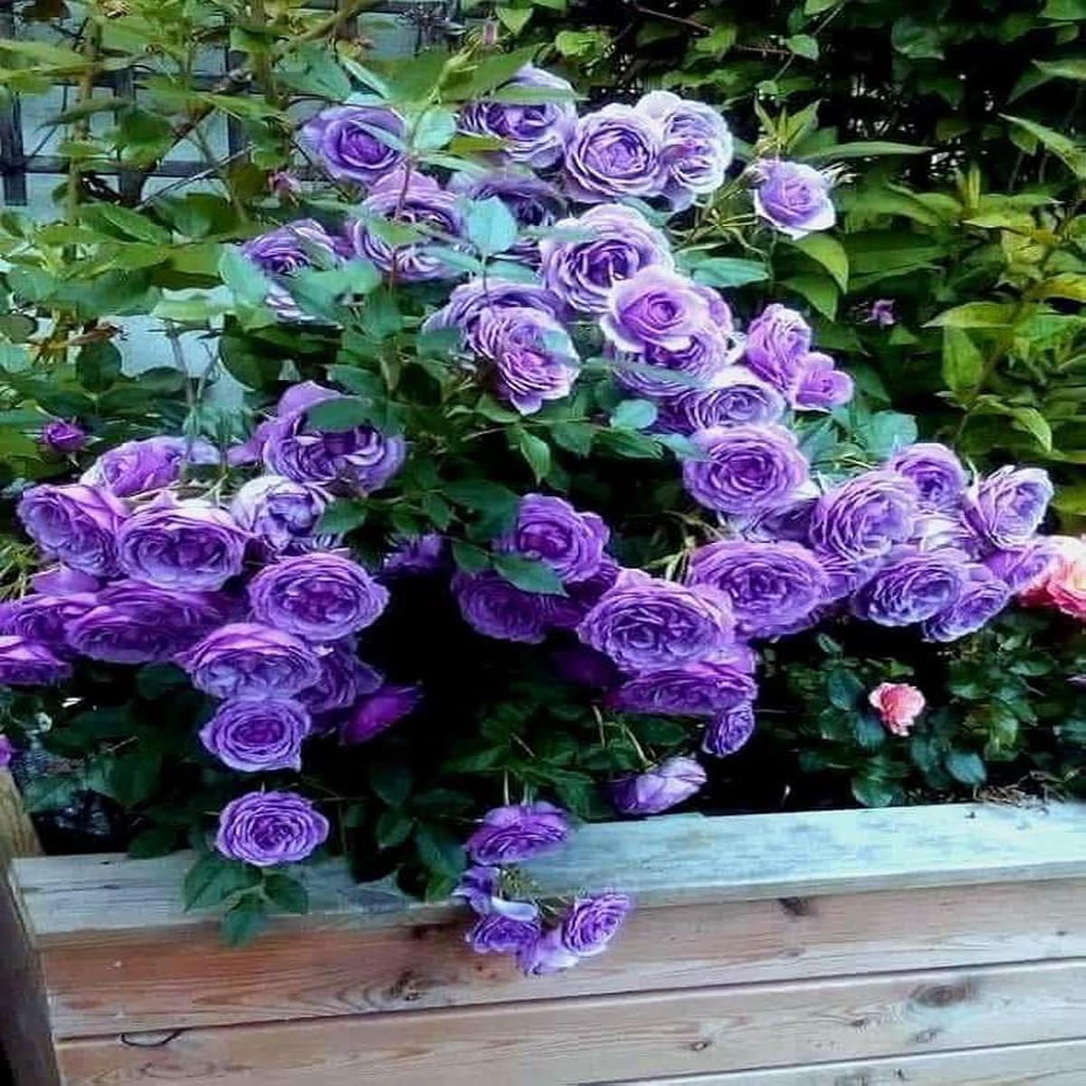Rainbow Rose Rosa hybrida violet flower seeds for home garden and balcony containers