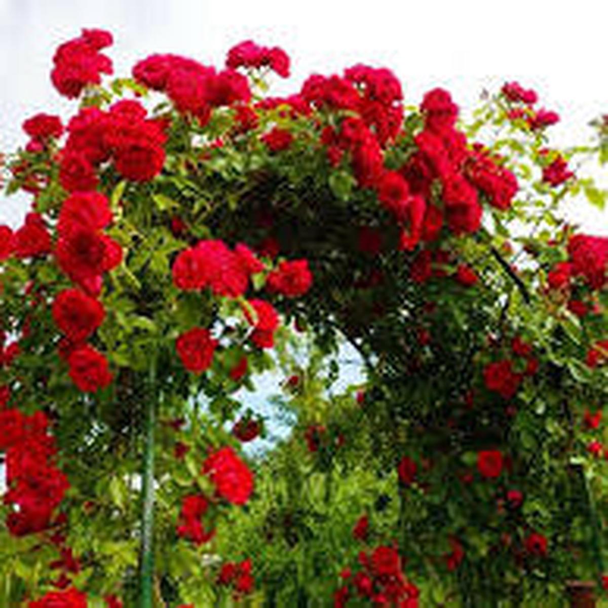 Red Rose Seeds for Planting Heirloom, Non-GMO, Outdoor Use, Fragrant