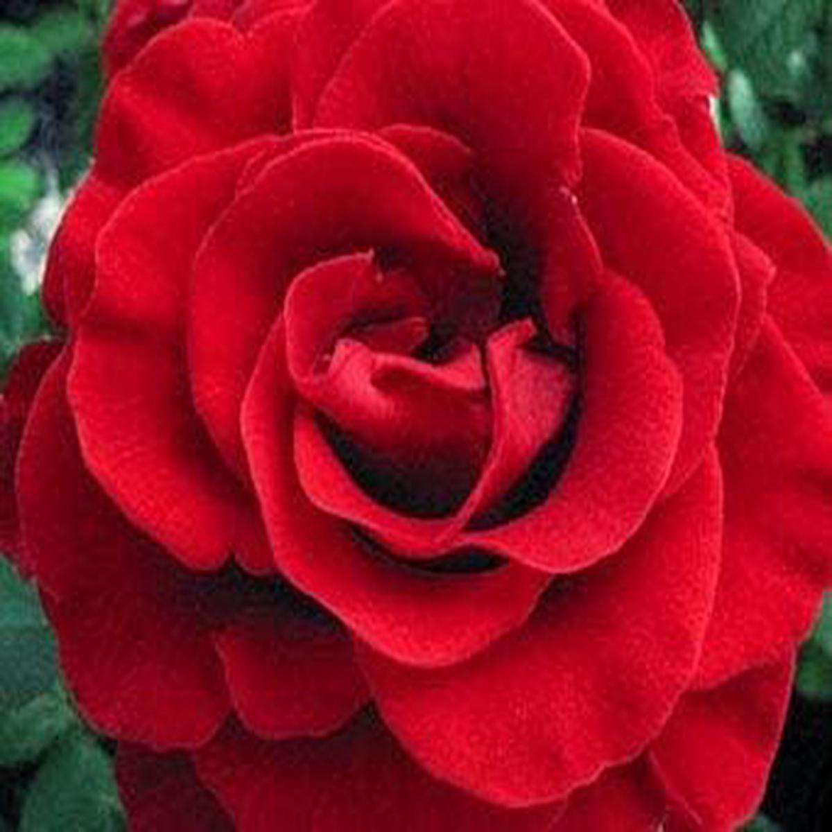 Red Ruby Rose Flower Seeds for Planting  Heirloom, Non-GMO, High Germination Organic Garden Seeds