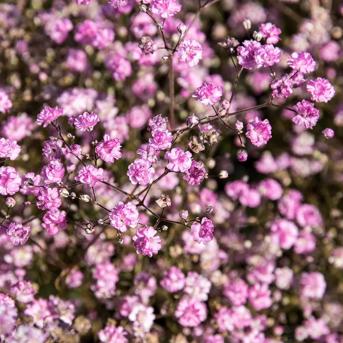 Rose Pink Gypsophila Paniculata Flower Seeds for Planting Drought Tolerant Heirloom & GMO Free Seeds for Home Garden Sale
