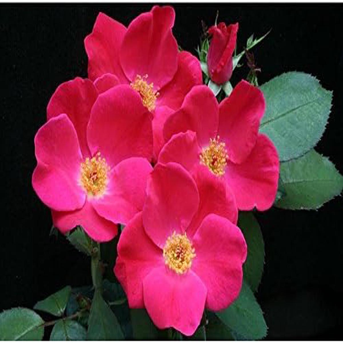 Rugosa Pink Flower Seeds for Planting  Organic, Heirloom, Non-GMO Seeds