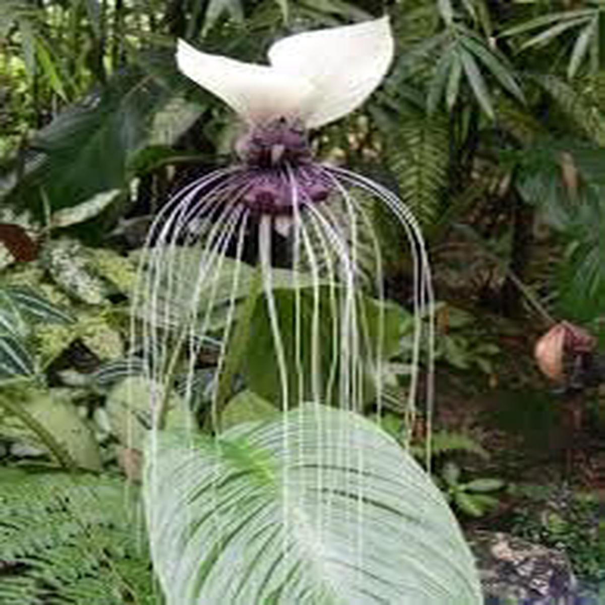 Tacca Nivea Bat Flower Seeds for Planting – Heirloom, Non-GMO, High Germination Organic Garden Seeds