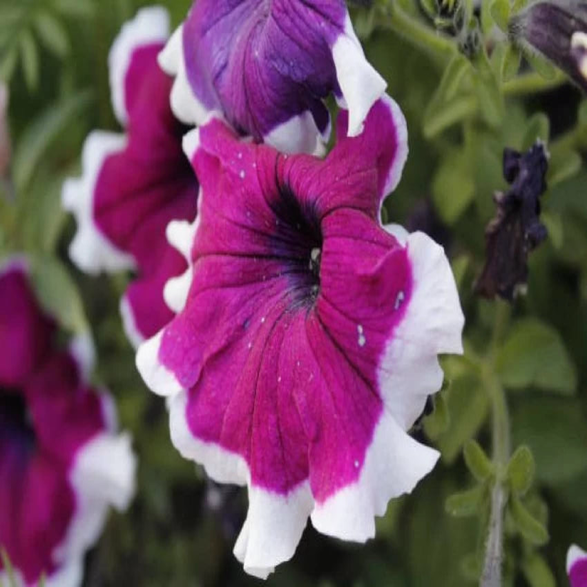 Thick Pink & White Petunia Flower Seeds  Heirloom Non-GMO Seeds for Garden Planting