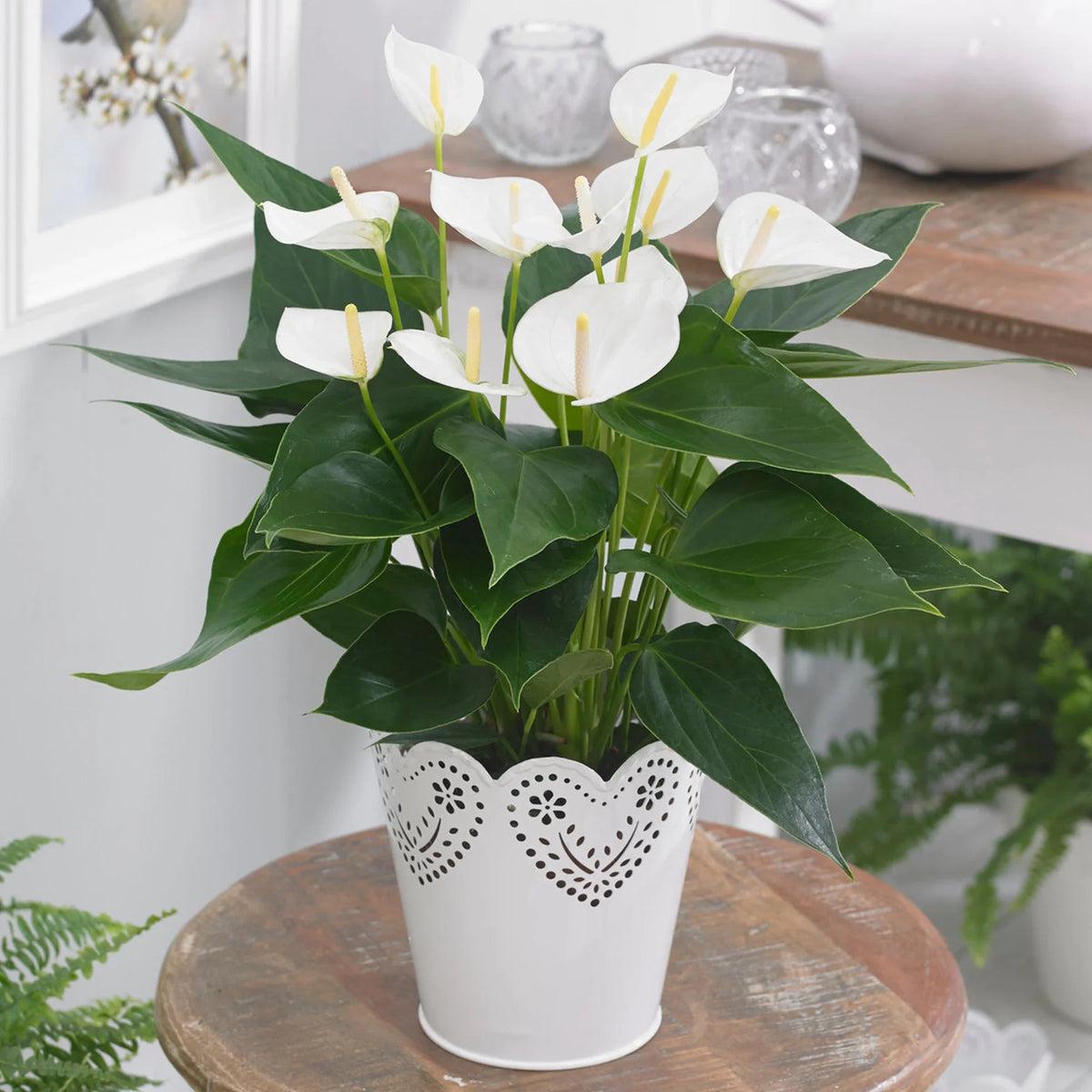 White Anthurium Flower seeds for Planting Shade Tolerant Heirloom & GMO Free Seeds for Home Garden