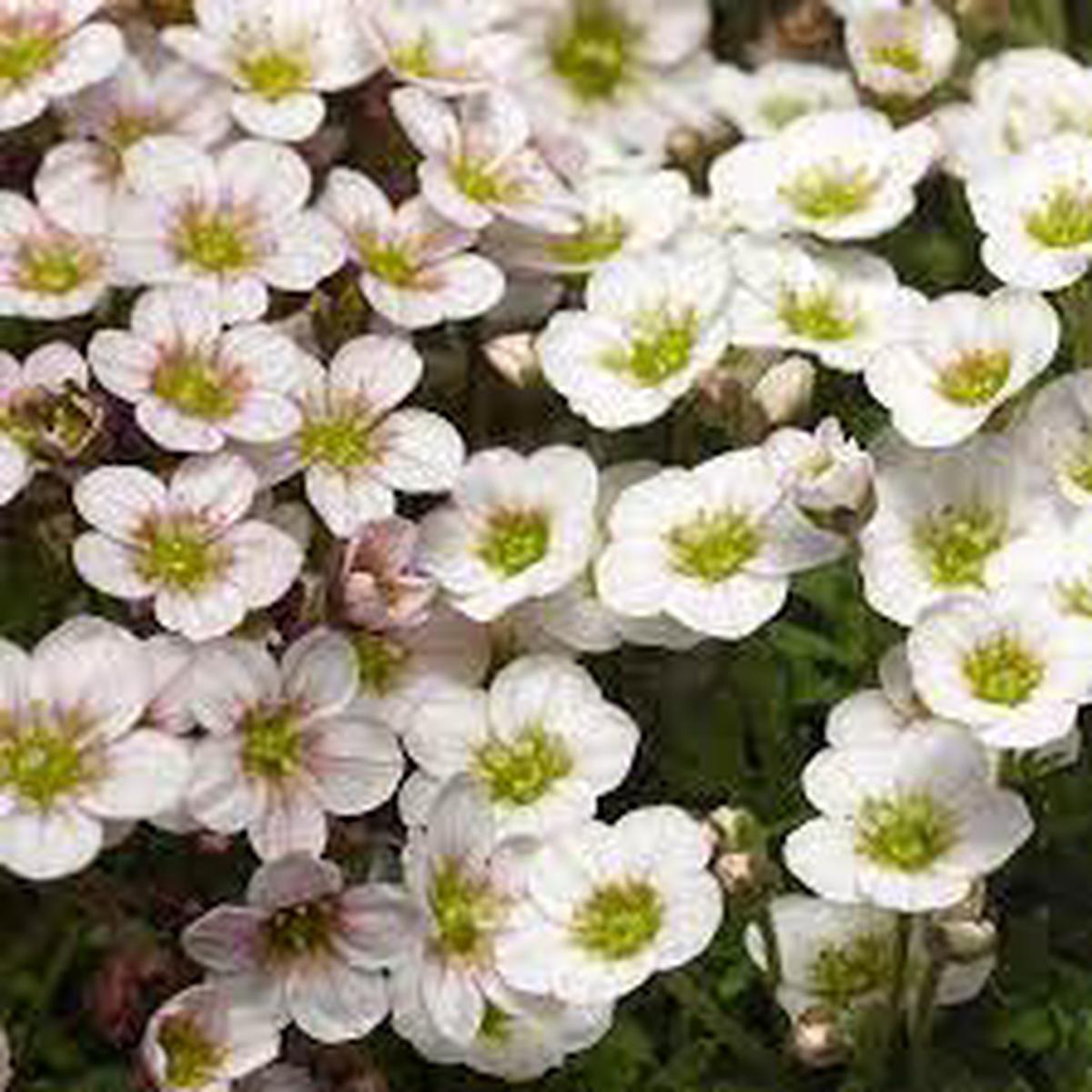 White Blush Saxifraga Flower Seeds for Planting  Seasonal Bloomer, Heirloom, Non-GMO, High Germination Organic Seeds