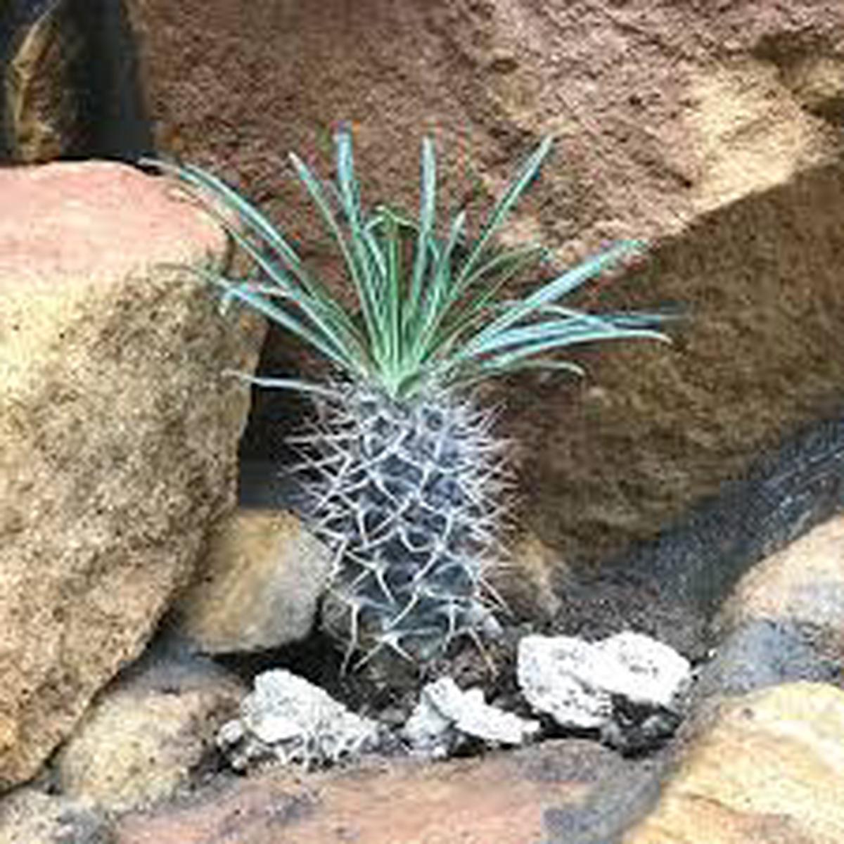 White Pachypodium Lamerei Flower Seeds for Planting – Heirloom, Non-GMO, High Germination Organic Garden Seeds