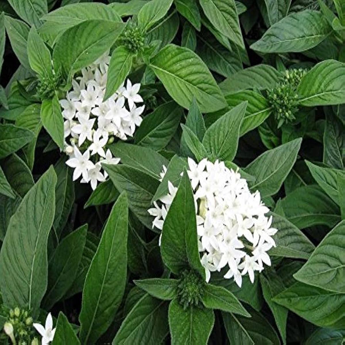 White Pentas Starla Flower Seeds for Planting – Heirloom Non-GMO High Germination Organic Garden Seeds