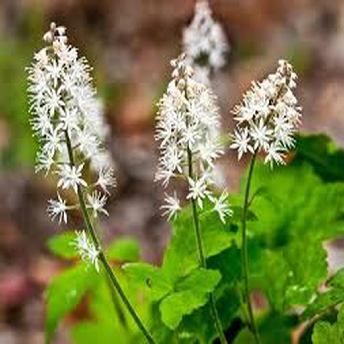 White Tiarella Trifoliata Flower Seeds for Planting – NON GMO Seeds