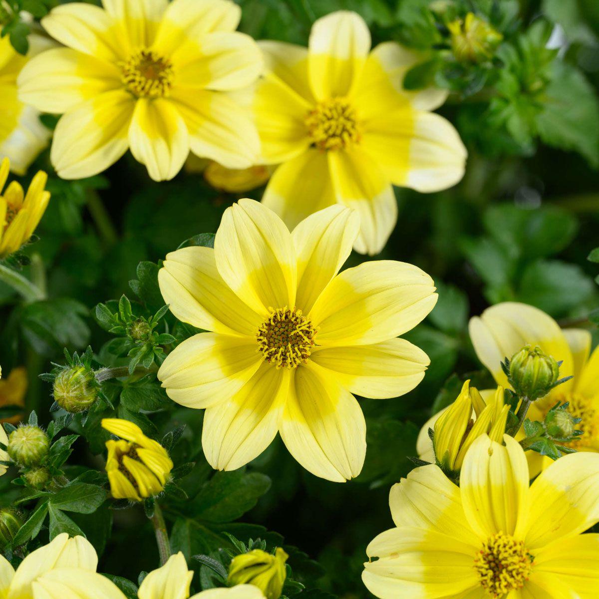 Yellow Bidens Flower Seeds for Planting – Ideal for Sunny Garden Blooms