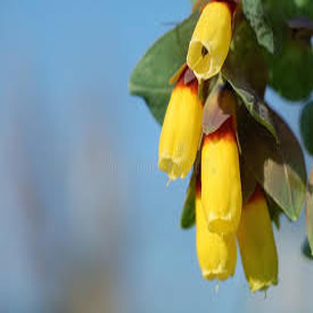 Yellow Cerinthe Flower Seeds for Planting  Perfect for Borders, Heirloom & Non-GMO Garden Seeds, 100pcs