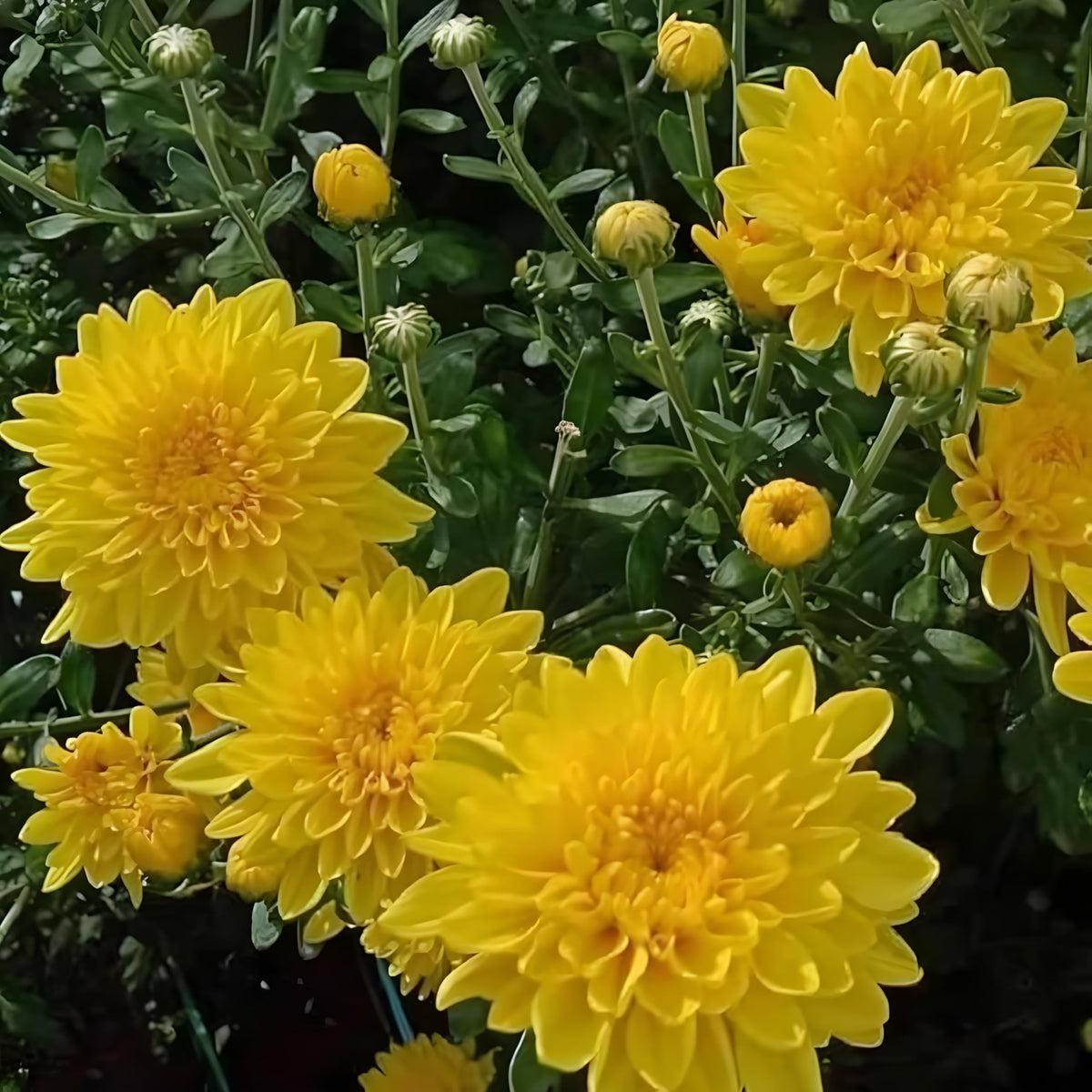 Yellow Chrysanthemum Flower seeds for Planting Sun Loving Heirloom & GMO Free Seeds for Home Garden Sale