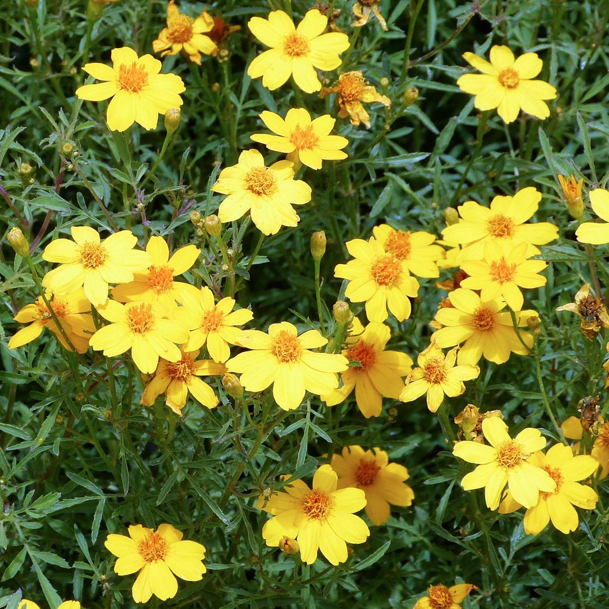 Yellow Lemon Marigold Flower Seeds  Heirloom Non-GMO Seeds for Garden Planting