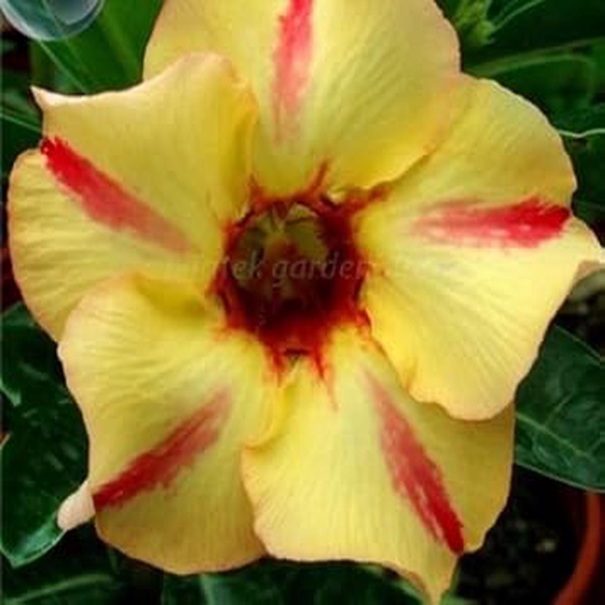 Yellow Red Bellfarm Flower seeds for Planting – Wildflower Mix, Heirloom & GMO Free Seeds for Home Garden