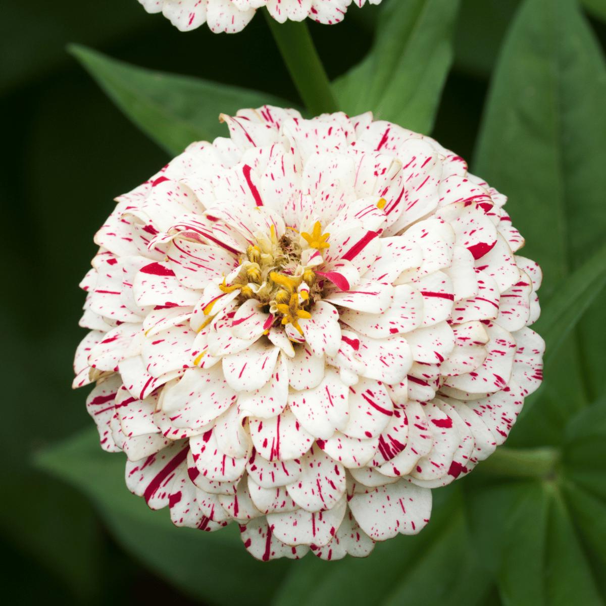 Zinnia Peppermint Stick Flower Seeds for Planting Heirloom, Non-GMO, Easy to Grow, Annual Blooms