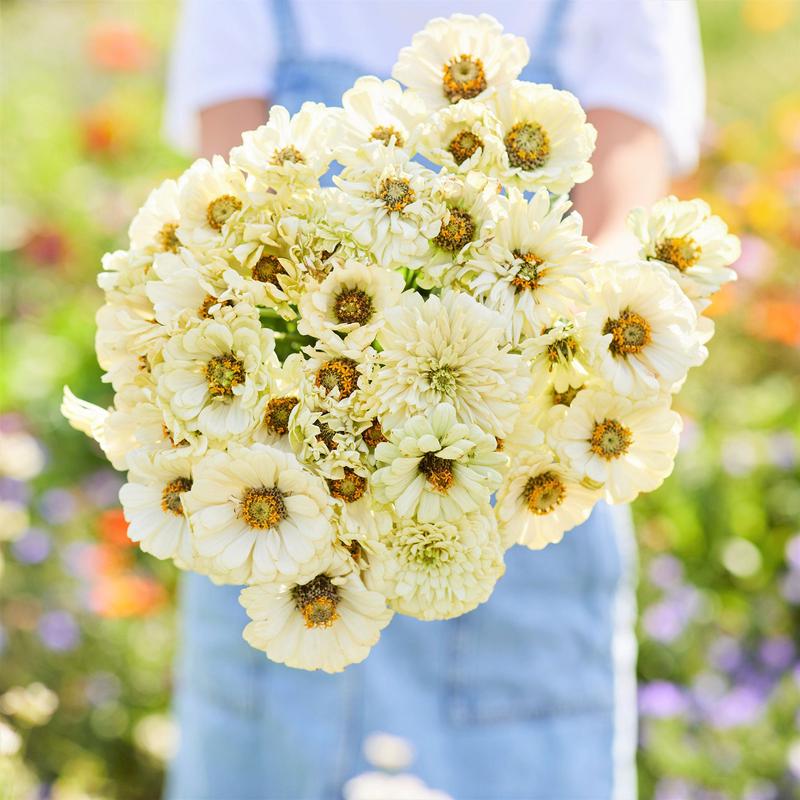 Zinnia Seeds – Cactus Snowman