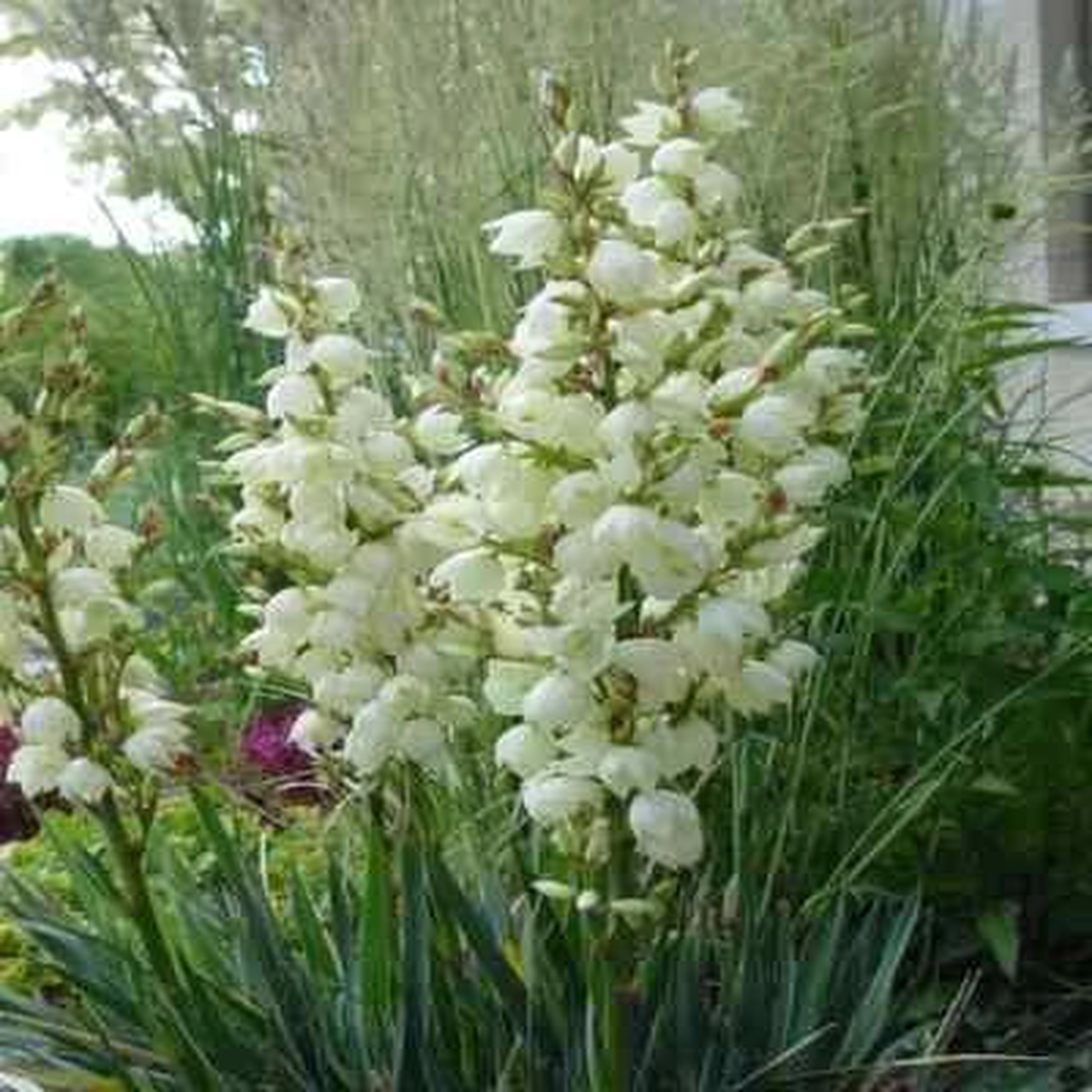Adam’s Needle Yucca Seeds for Planting USA Seeds for Planting Organic Ships free  Heirloom, Non-GMO