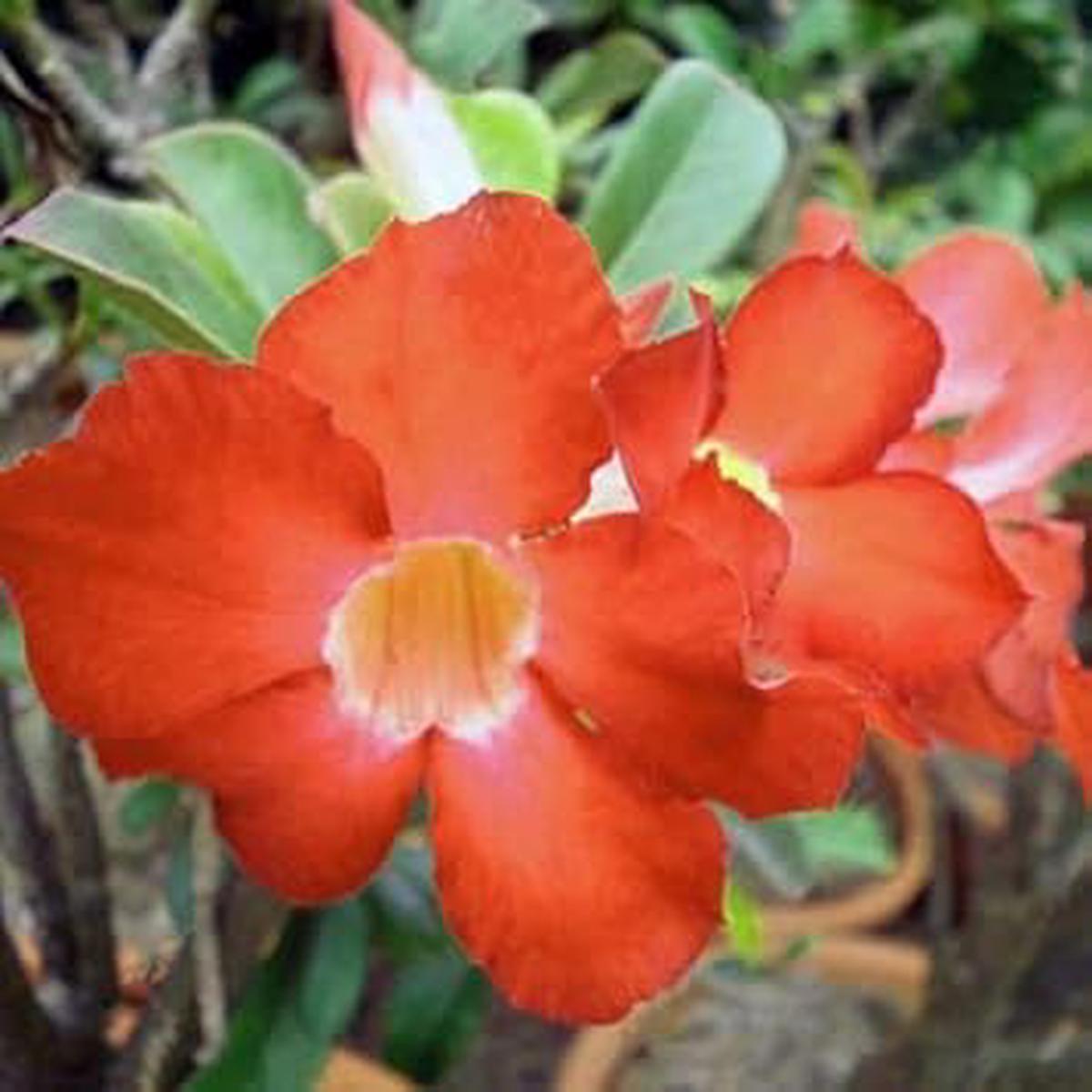 Adenium Obesum Orange Flower seeds for Planting – Pollinator Friendly, Heirloom & GMO Free Seeds for Home Garden