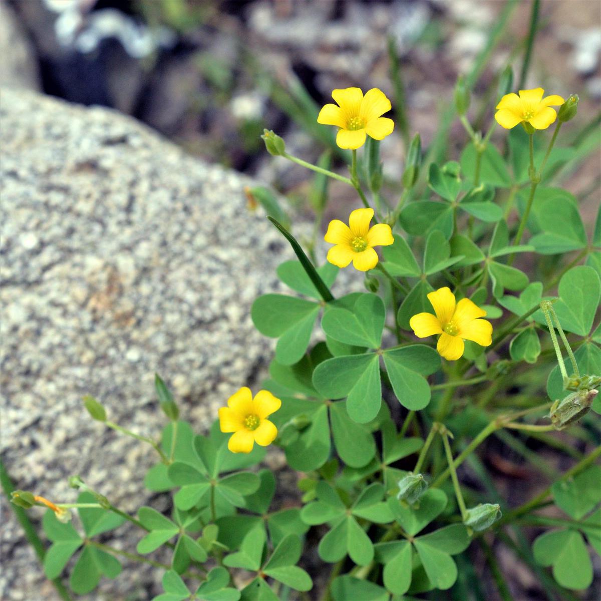 African Oxalis Flower Seeds for Planting  Heirloom, Non-GMO, High Germination Vibrant Garden Blooms