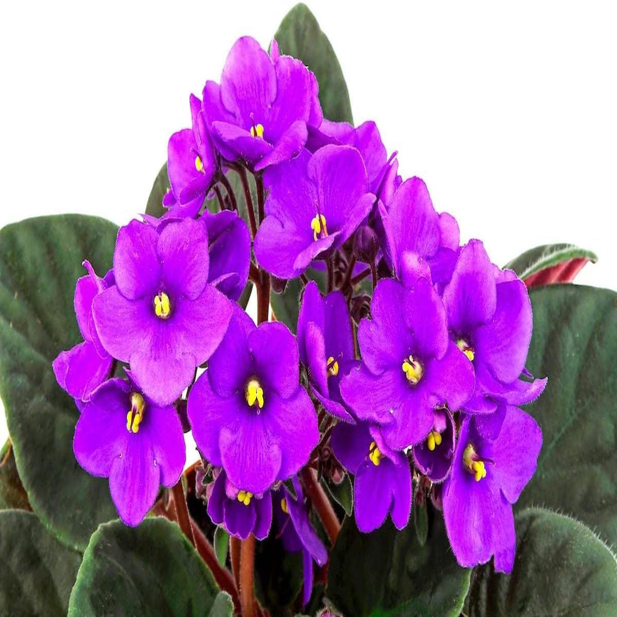 African Violet Flower Seeds for Planting  Heirloom, Non-GMO, Long Bloom Season Organic Garden Seeds
