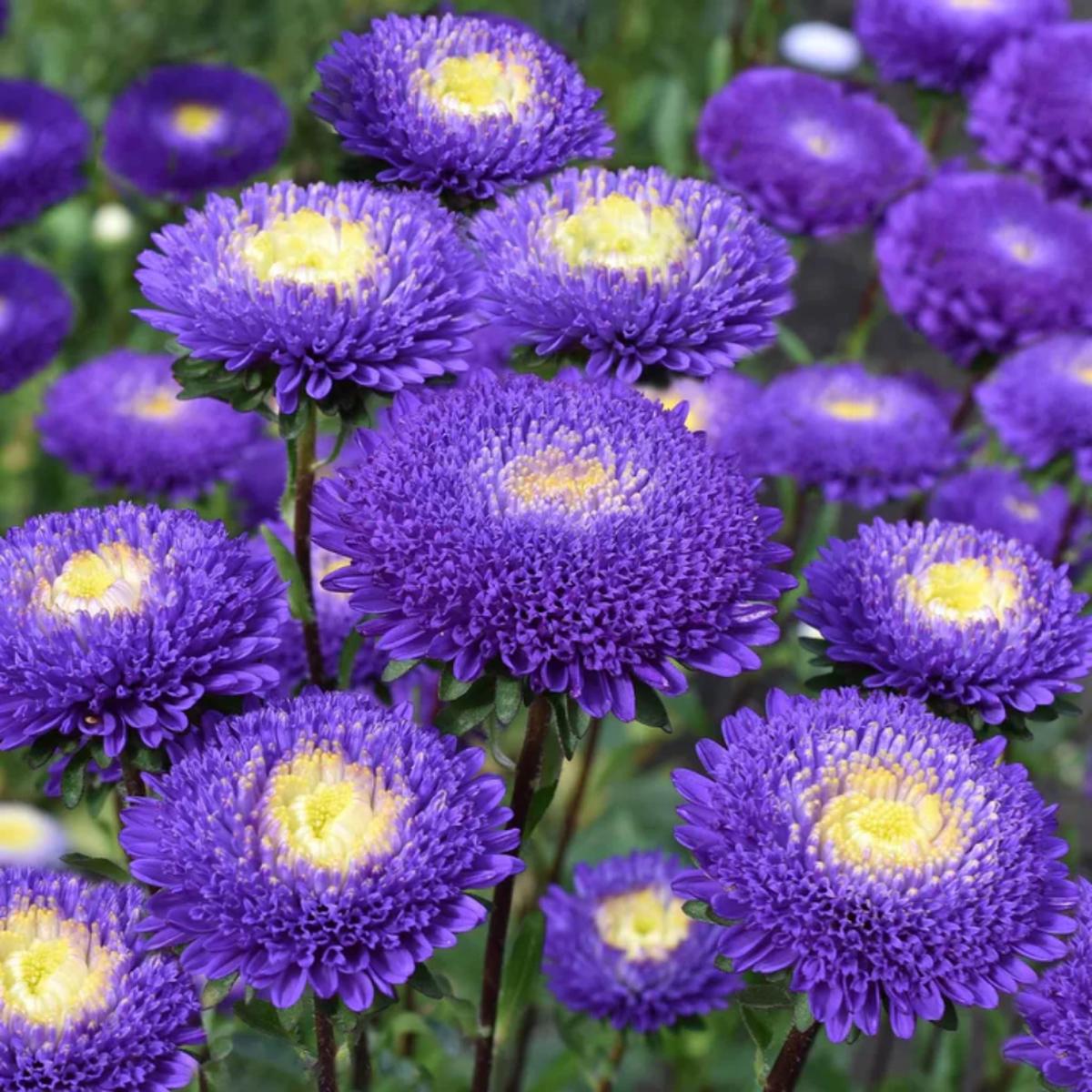 Aster ‘Pompon Blue Moon’ Flower Seeds  Heirloom, Non-GMO, Easy to Grow, Perennial
