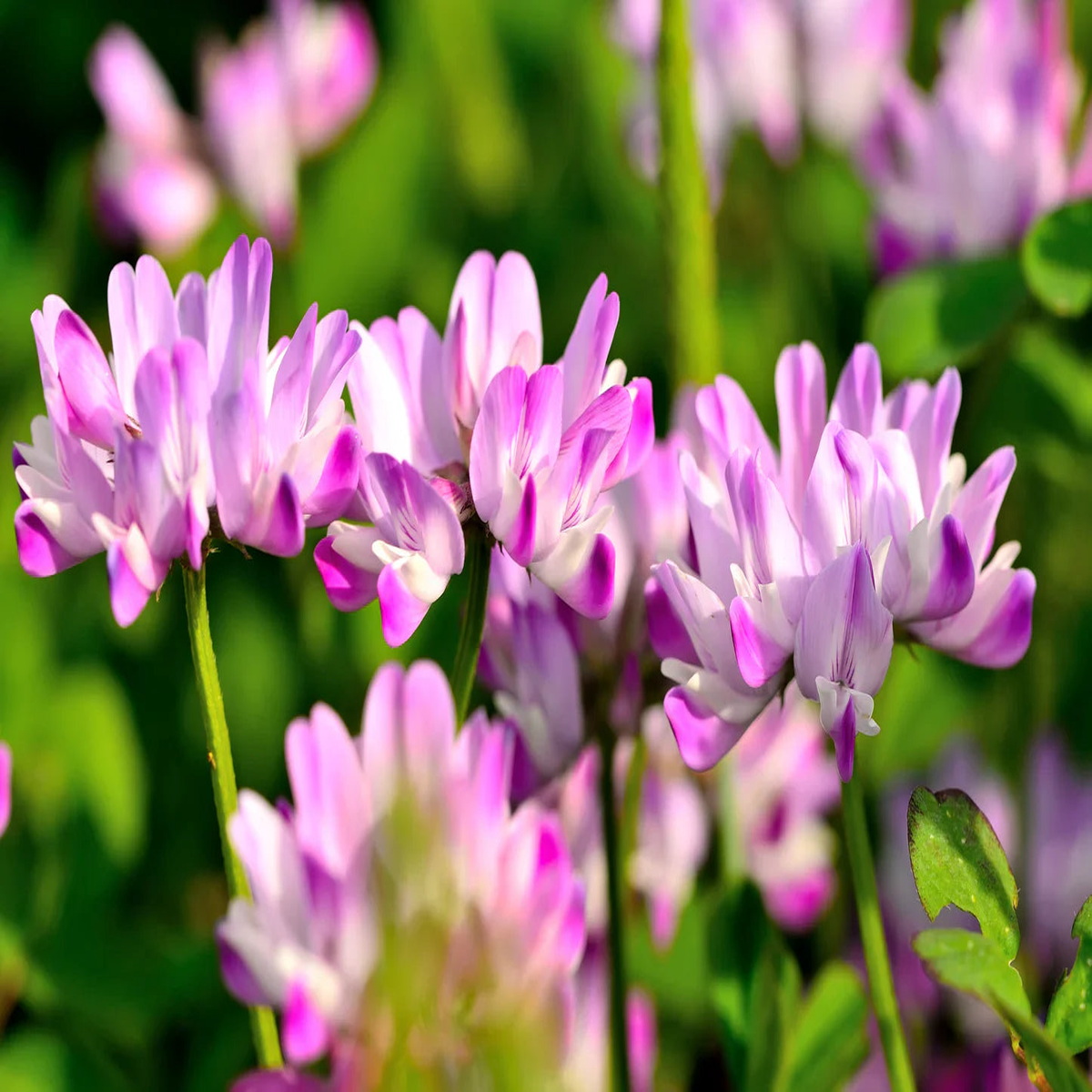 Astragalus Sinicus Seeds for Planting – Beautiful Flower Blooms