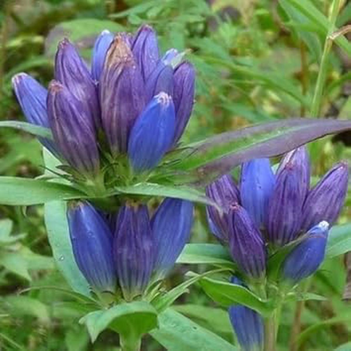 Blue Gentiana Triflora Flower seeds for Planting Garden Favorite Heirloom & GMO Free Seeds for Home Garden   Sale