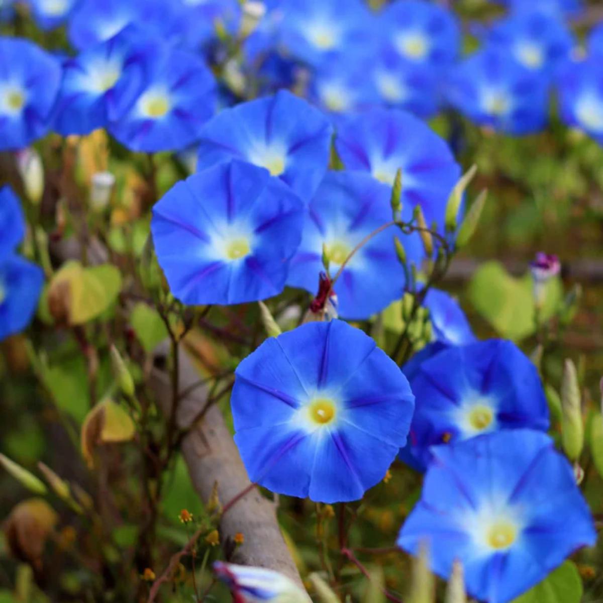 Blue Morning Glory Flower Seeds for Planting Heirloom, Non-GMO, Easy to Grow, Climbing Vine