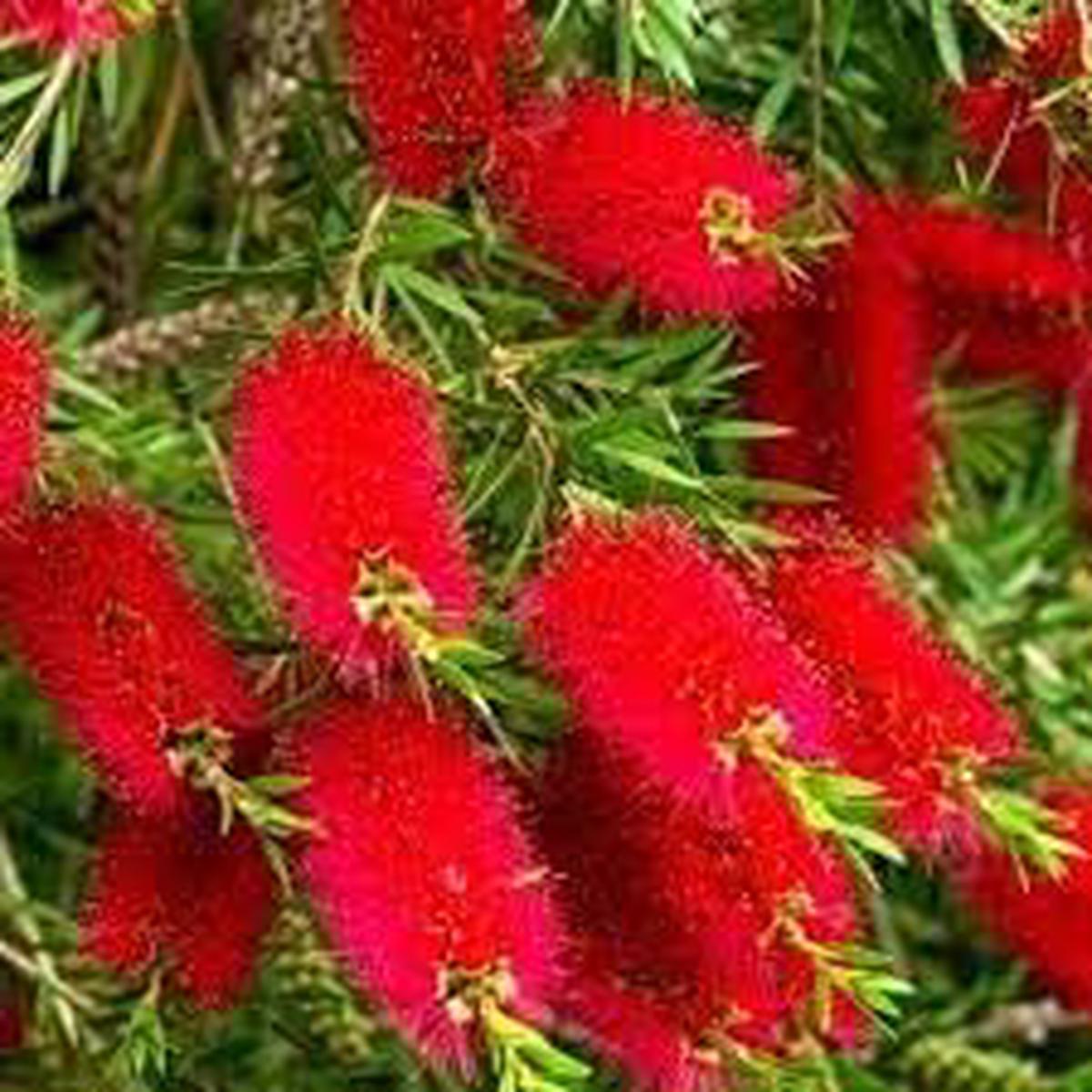BottleBrush Flower Seeds for Planting  Compact Growth, Heirloom, Non-GMO, High Germination Garden Seeds