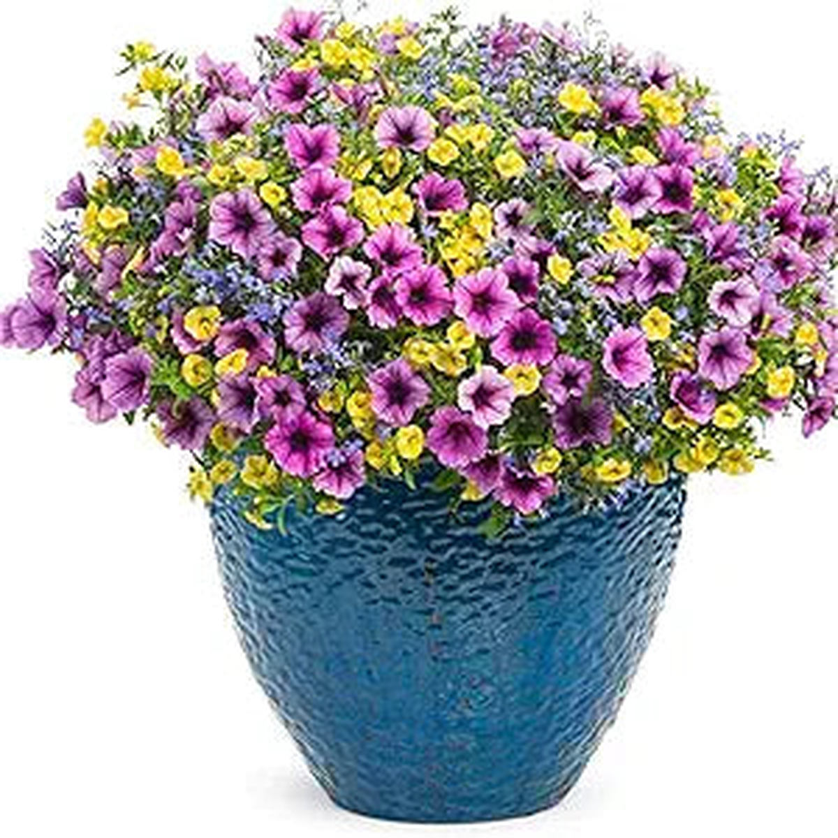 Calibrachoa Petunia Calibrachoa spp Flower Seeds for Planting in Flower Bed