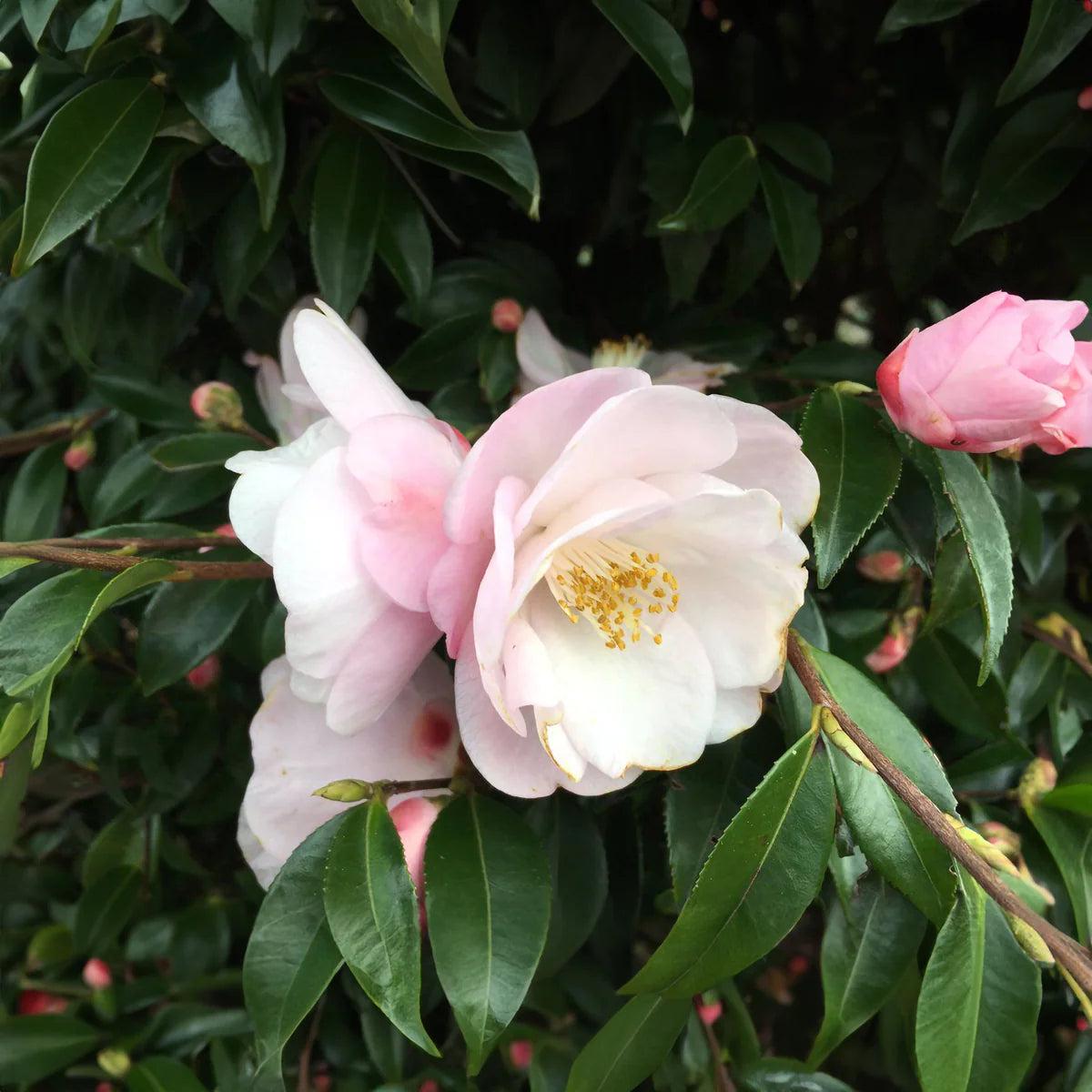 Camellia flower seeds planting, 100