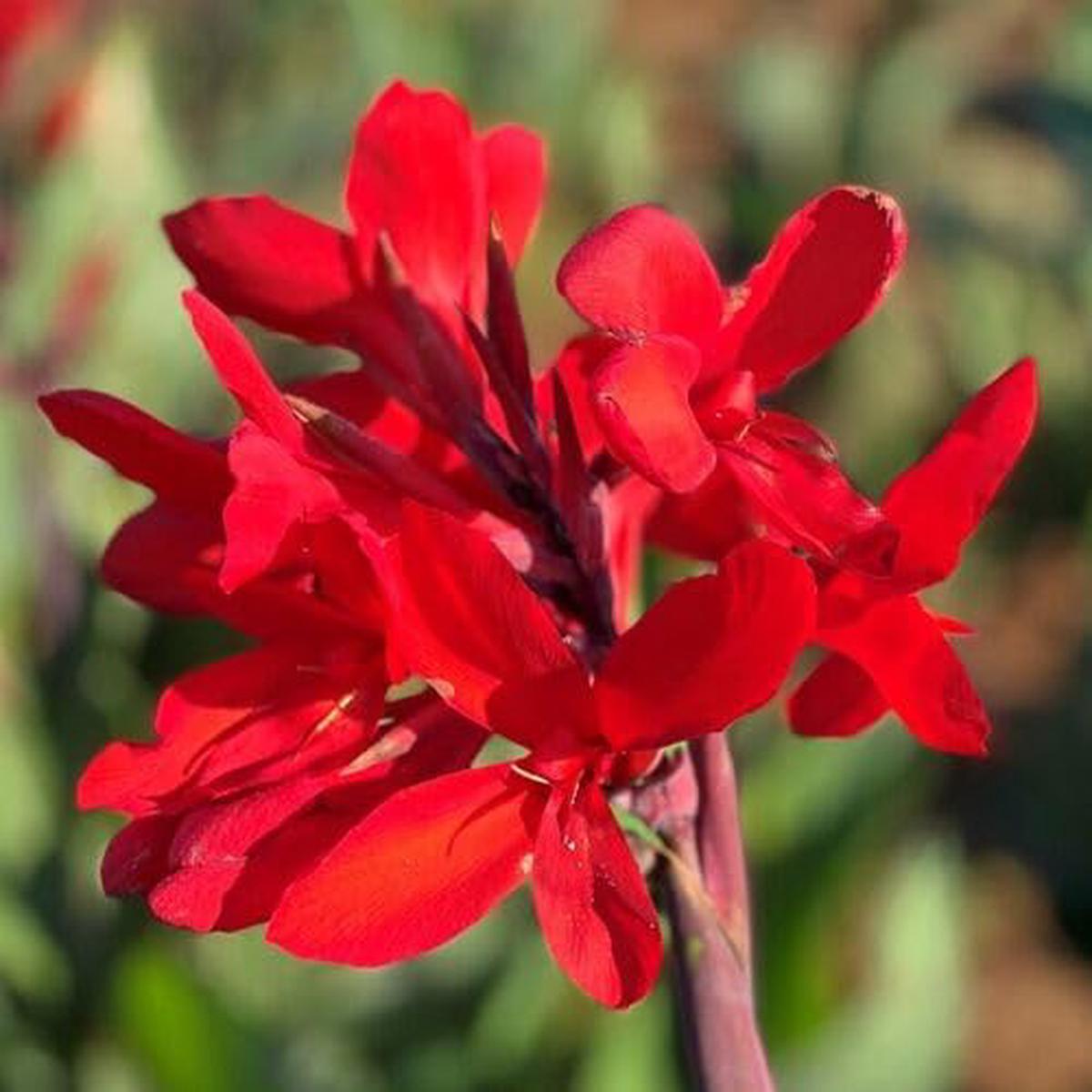 Canna Flower Red – Heirloom, Non – Gmo Seeds