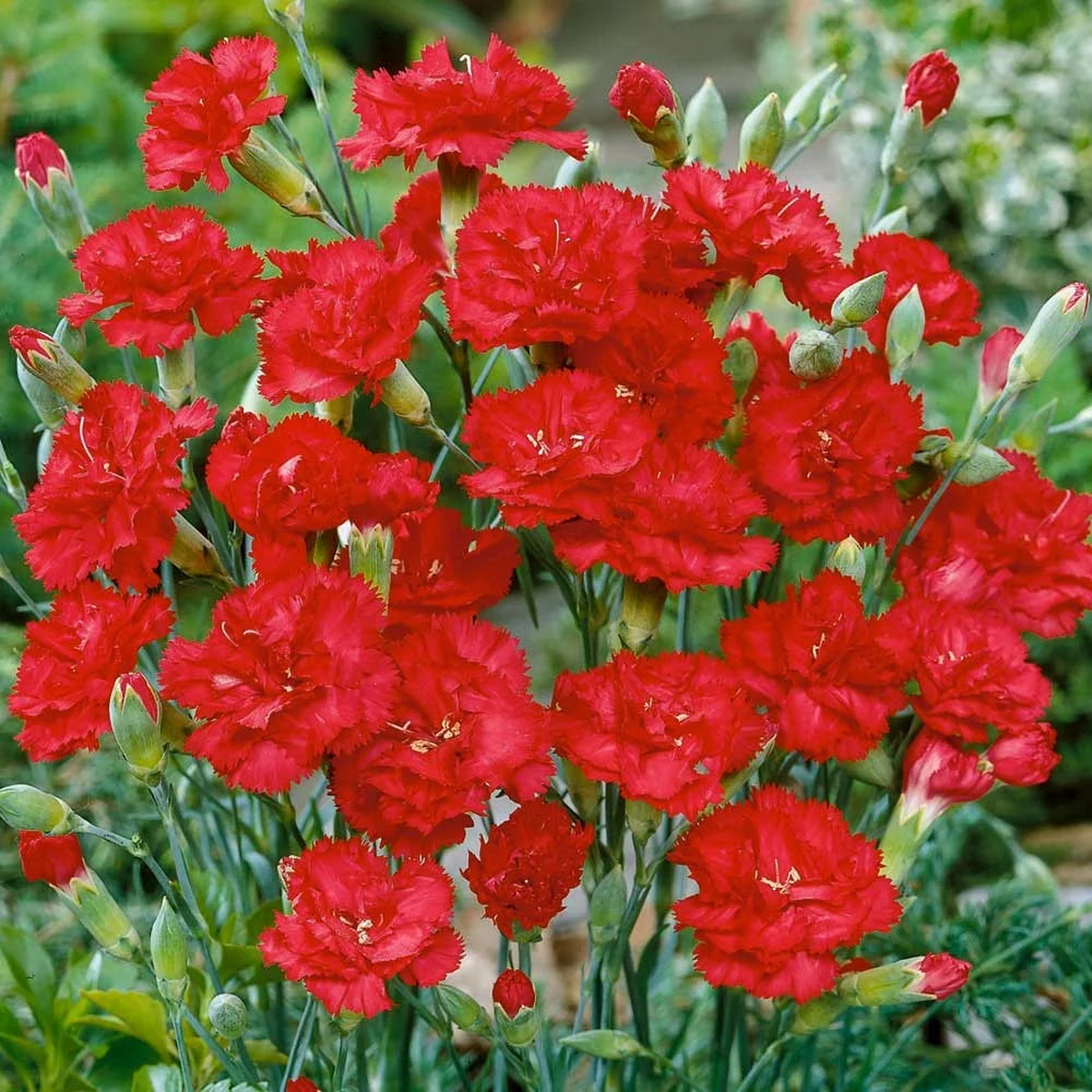 Carnation Red Flower seeds for Planting – Premium Quality, Heirloom & GMO Free Seeds for Home Garden