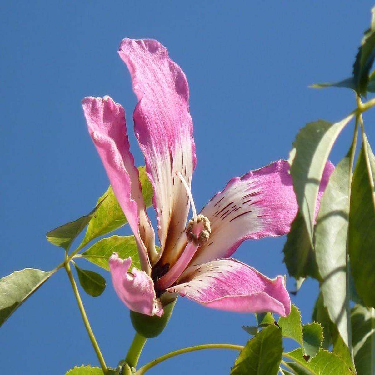 Chorisia Speciosa Flower Seeds for Planting Heirloom Non-GMO High Germination Organic Garden Blooms