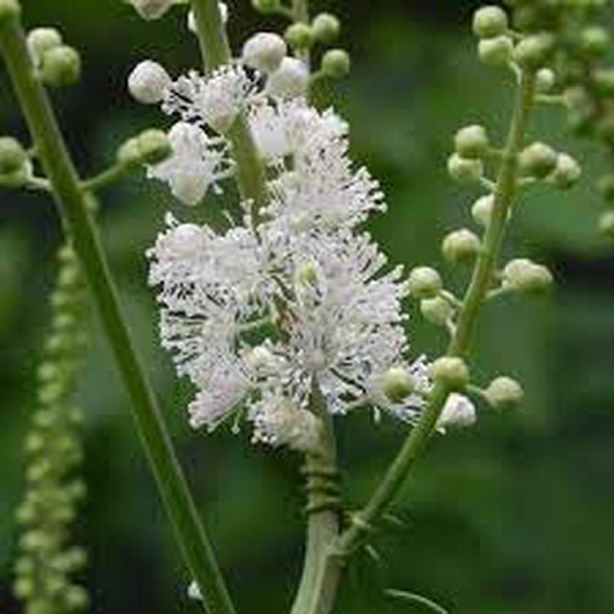 Cimicifuga Racemosa Flower Seeds for Planting  Hardy Variety Heirloom Non-GMO High Germination Organic Garden Seeds