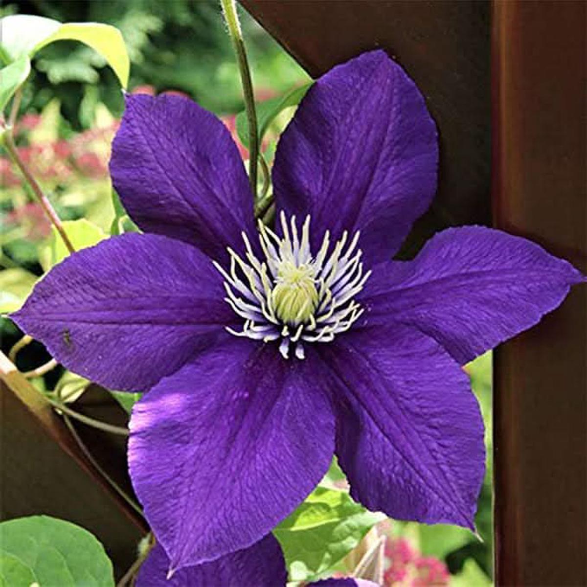 Clematis Climbing Vine Perennial Flower Seeds