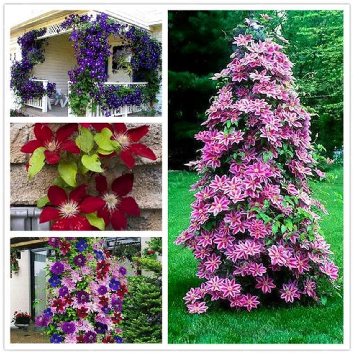 Clematis Flower Seeds | Perennial Climbing Vine for Garden Walls  Heirloom, Non-GMO, High Germination Organic Garden Seeds
