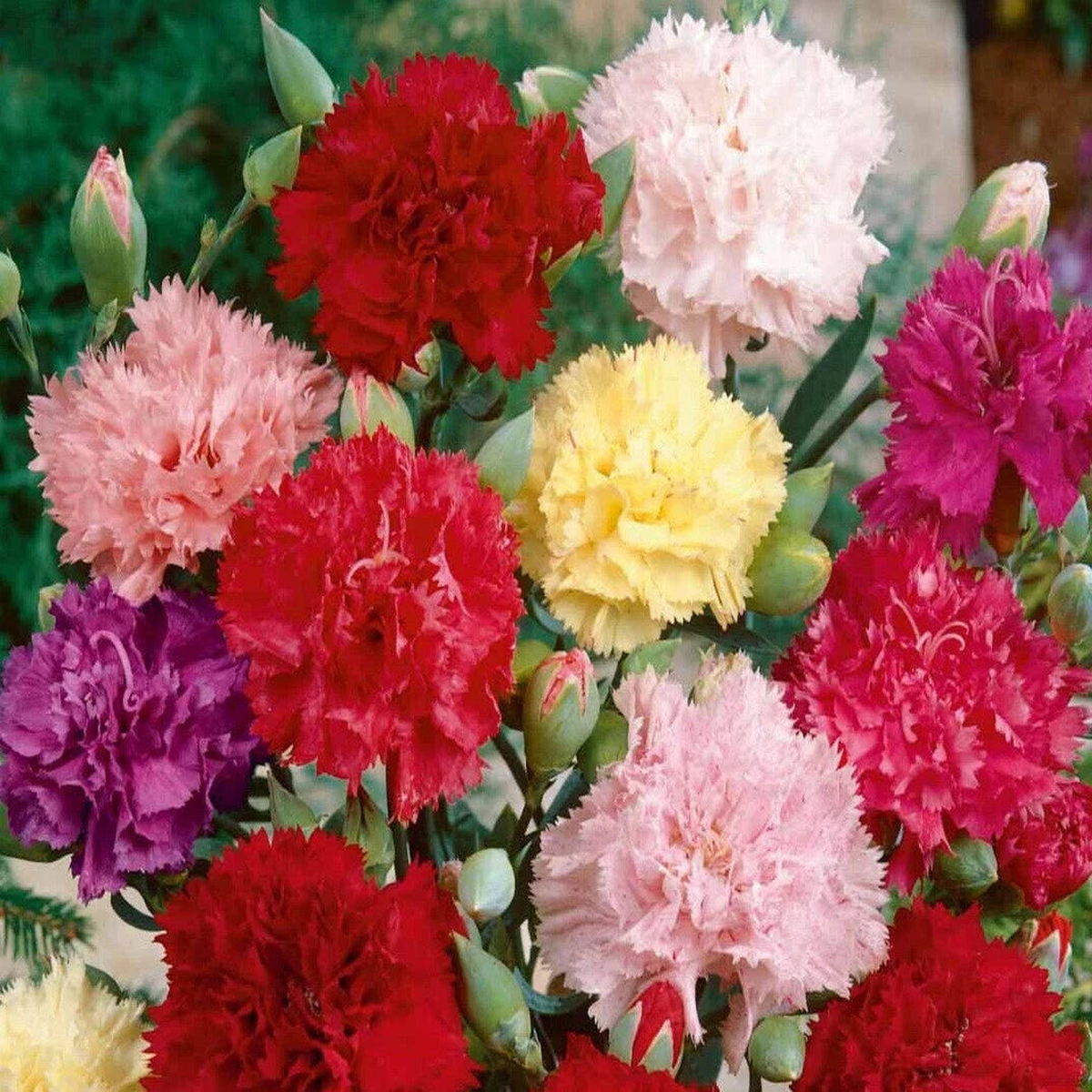 Clove Carnation Flower Seeds Chabaud Mix Doubles Dianthus  Heirloom, Non-GMO, High Germination Organic Garden Seeds
