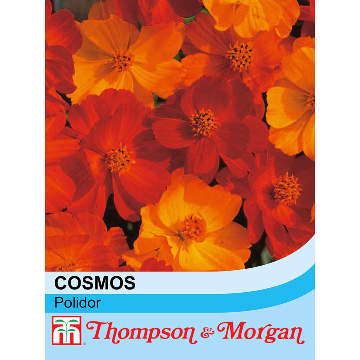 Cosmos Polidor