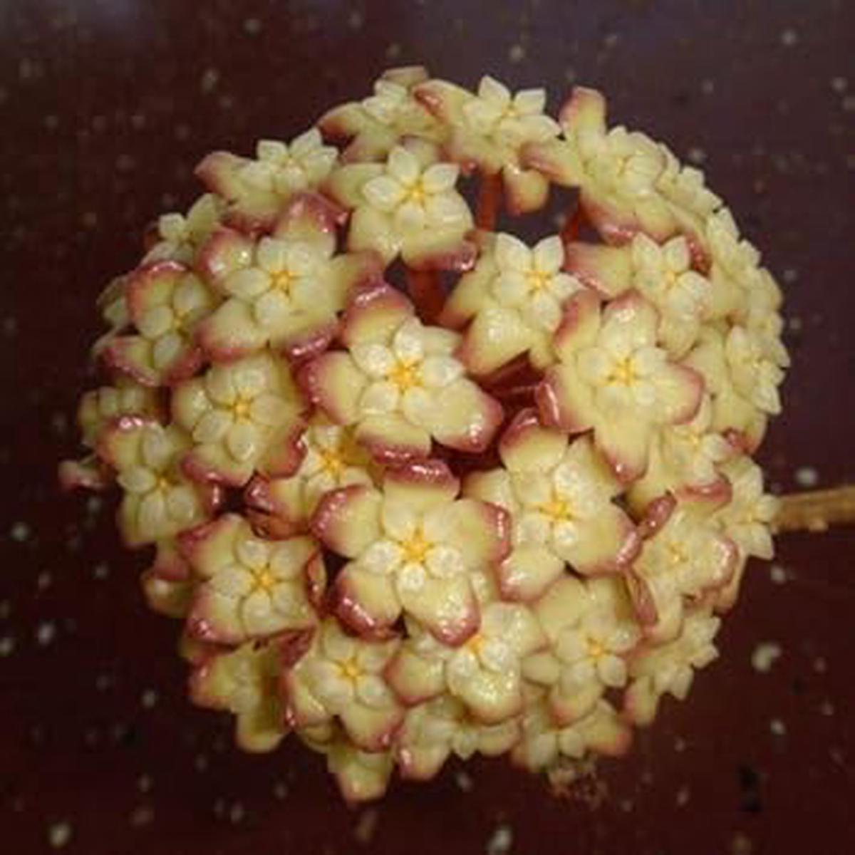 Dark Cream Hoya Carnosa Flower Seeds Heirloom Non-GMO Seeds for Planting, Indoor & Outdoor