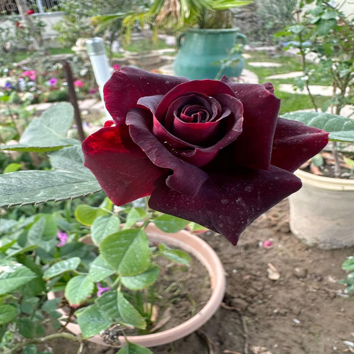 Dark Red Rose Flower Seeds for Planting – Heirloom, Non-GMO, Hardy Variety for Home Garden