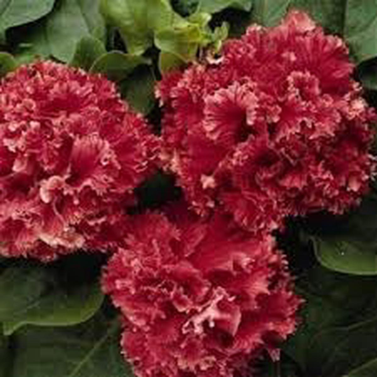 Double Pelleted Petunia Seeds for Planting – Heirloom, NON-GMO Flower Seeds – Easy to Grow