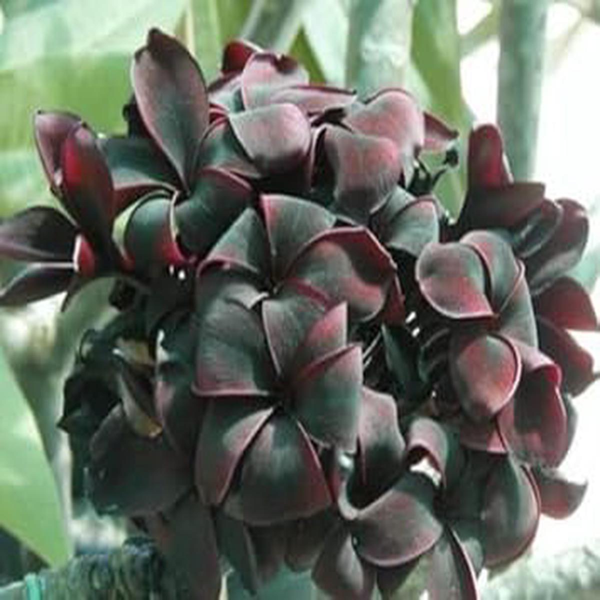 Frangipani Flower Seeds Black for Planting | Heirloom Non-GMO High Germination Organic Garden Seeds