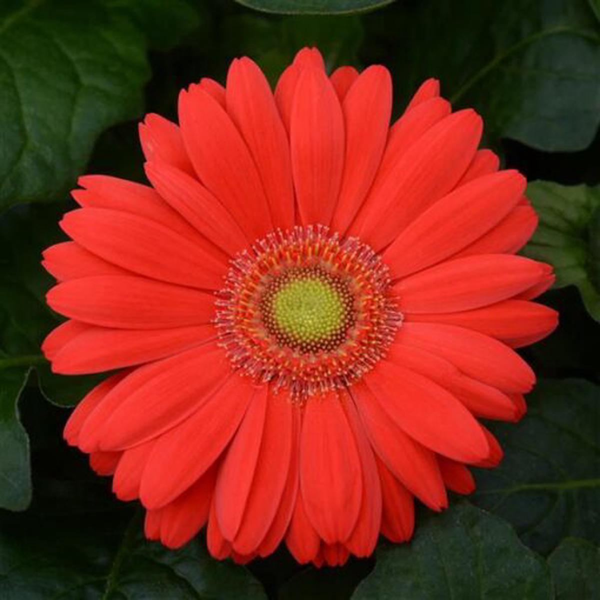 Gerbera Cherry Light Eye Of Imported  Heirloom, Non-GMO, High Germination Organic Garden Seeds