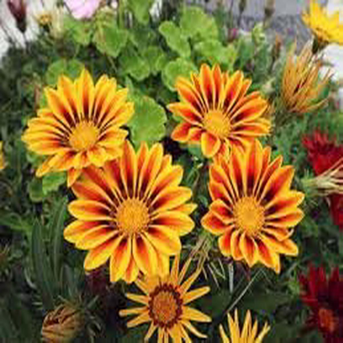 Giant Gazania Flower Seeds for Garden – NON GMO Seeds